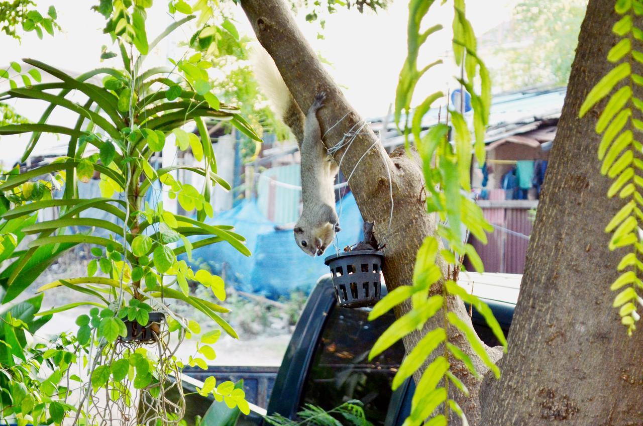 Early Bird Hostel Ayutthaya Kültér fotó